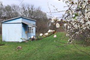 Детальніше про статтю Щодо оплати у 2023 році за землю загального користування