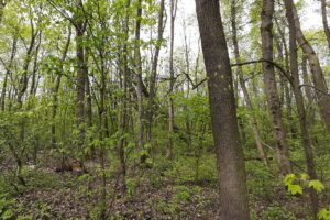 Детальніше про статтю Покутівщинський ліс навесні