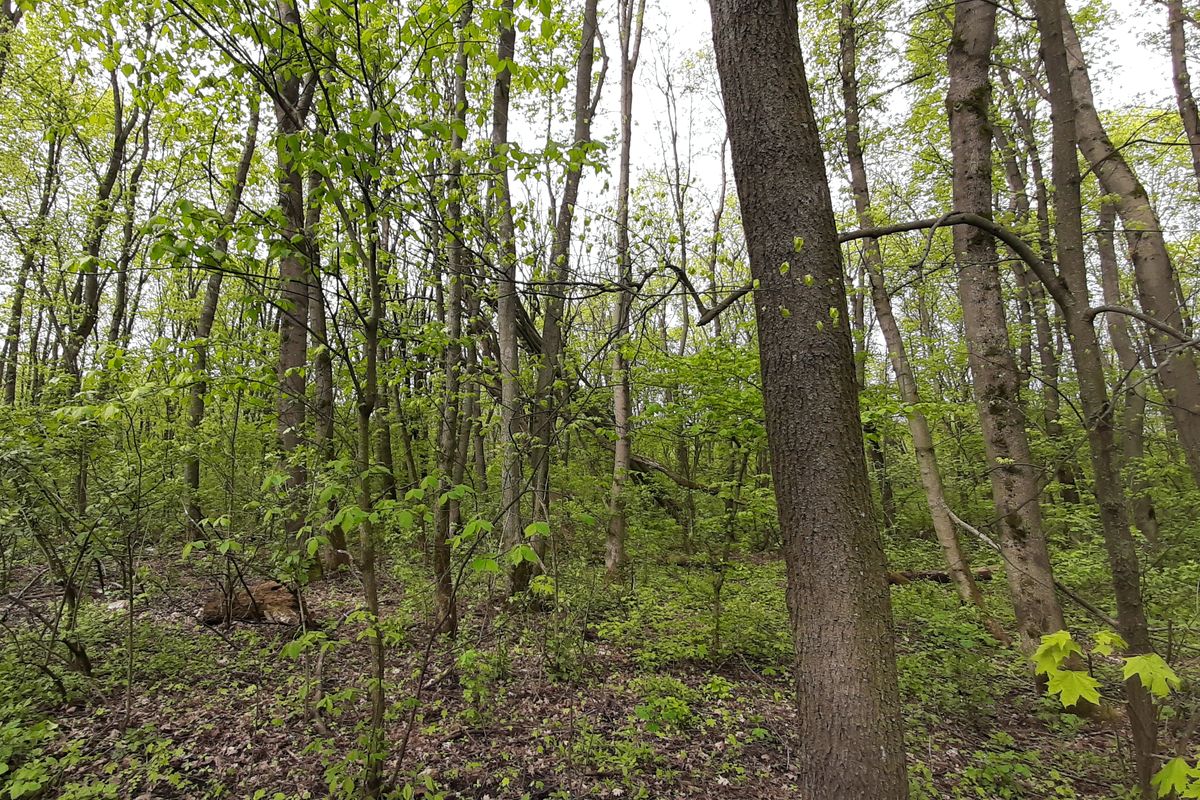 Ви зараз переглядаєте <span class="reader-mode-buttons"><span class="reader-mode-time style-default size-medium"><span class="time-icon-wrap"><span class="reader-mode-time__icon" style="--time-icon: url(../images/icons/time/1.svg) no-repeat center / contain"></span></span> <span class="reader-mode-time__text">1 хвилин читання</span></span></span>Покутівщинський ліс навесні<span class="reader-mode-buttons"></span>